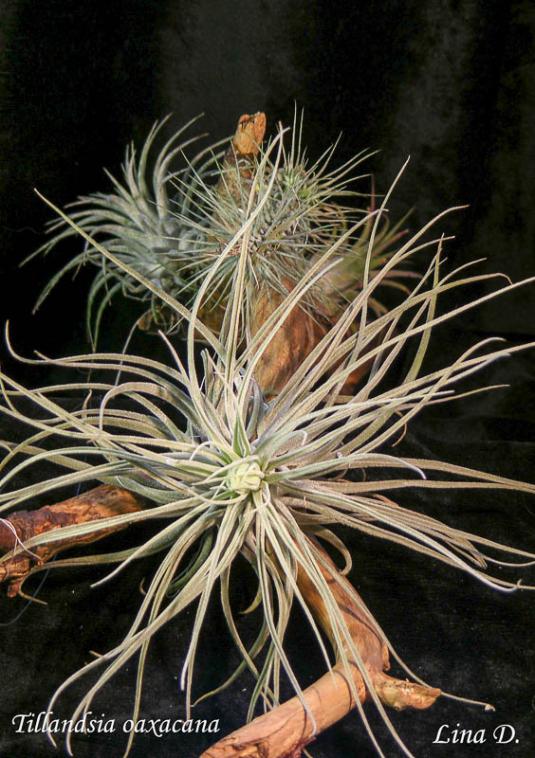 Тилландсия оаксакана (tillandsia oaxacana)