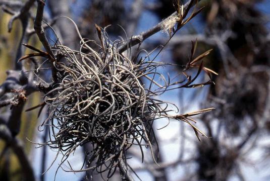 Тилландсия отогнутая (tillandsia recurvata)