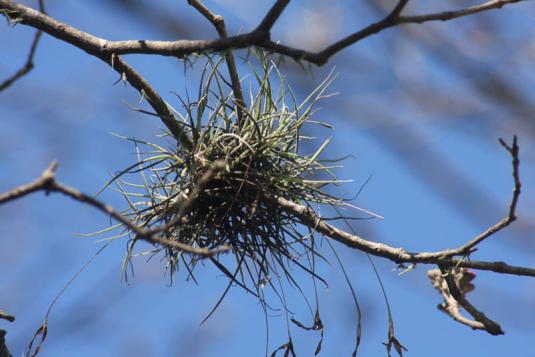 Тилландсия отогнутая (tillandsia recurvata)