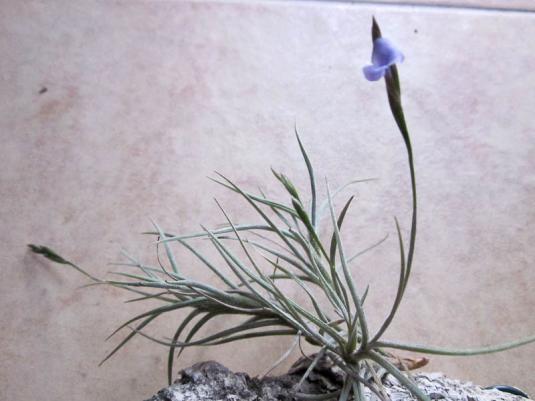 Тилландсия отогнутая (tillandsia recurvata)