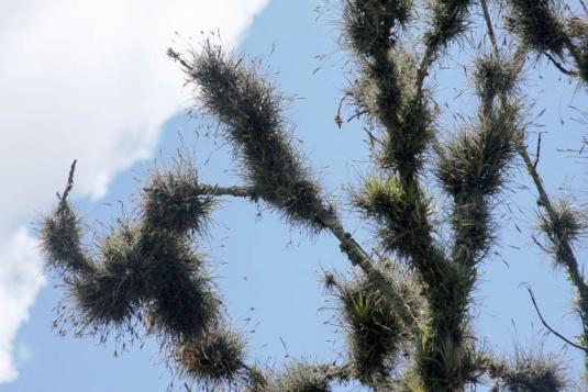 Тилландсия отогнутая (tillandsia recurvata)