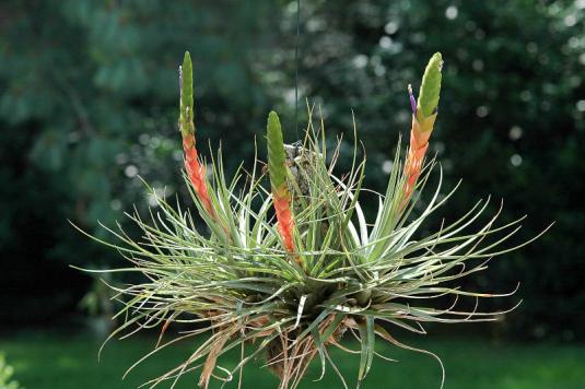 Тилландсия трехцветная (tillandsia tricolor)