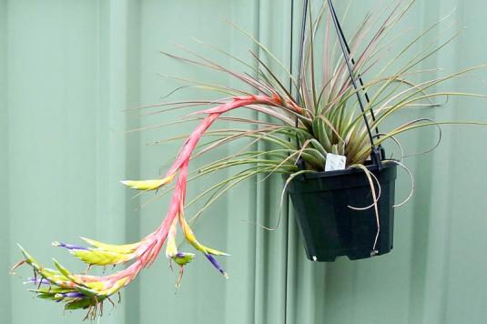 Тилландсия трехцветная (tillandsia tricolor)