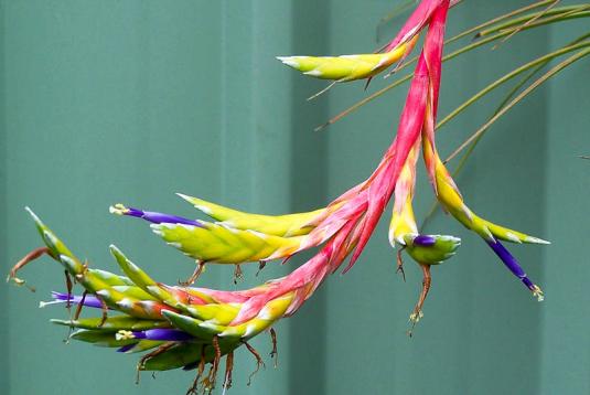 Тилландсия трехцветная (tillandsia tricolor)