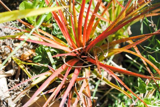 Тилландсия трехцветная (tillandsia tricolor)