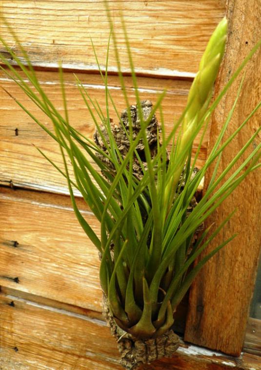 Тилландсия трехцветная (tillandsia tricolor)