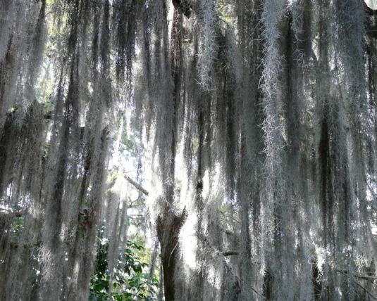 Тилландсия уснеевидная (tillandsia usneoides)