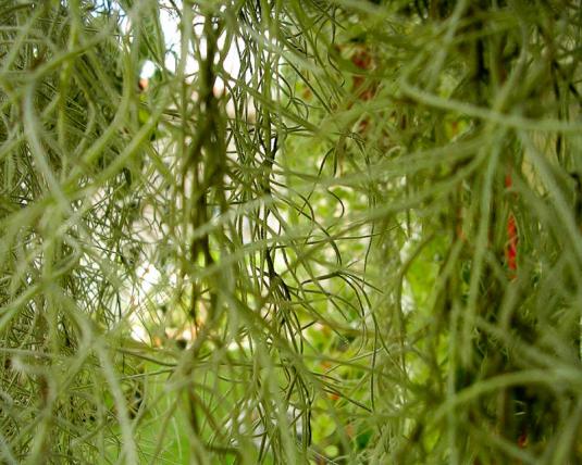 Тилландсия уснеевидная (tillandsia usneoides)