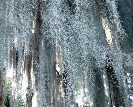 Тилландсия уснеевидная (tillandsia usneoides)