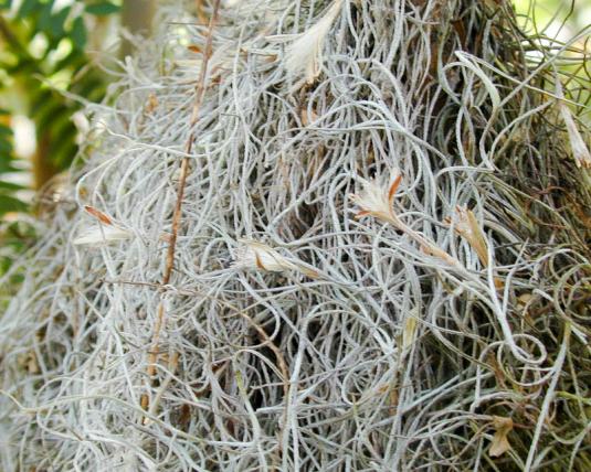 Тилландсия уснеевидная (tillandsia usneoides)