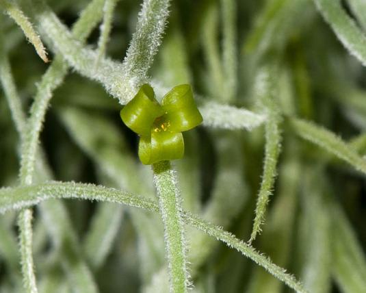 Тилландсия уснеевидная (tillandsia usneoides)