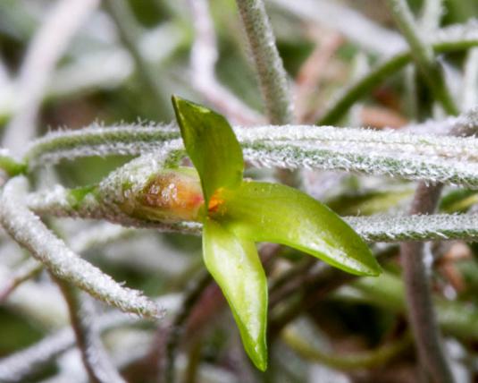 Тилландсия уснеевидная (tillandsia usneoides)