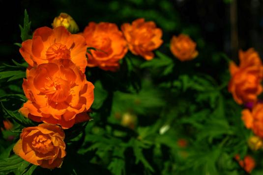 Купальнаца азиатская, или жарки (trollius asiaticus)