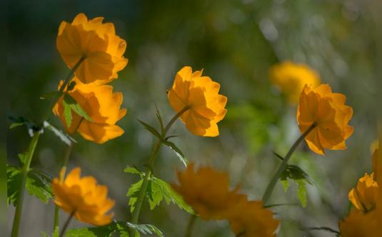 Купальнаца азиатская, или жарки (trollius asiaticus)