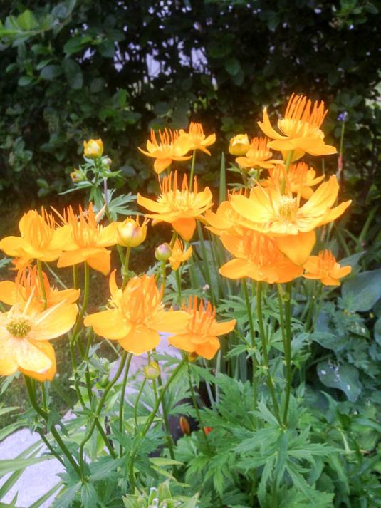 Купальница китайская (trollius chinensis)