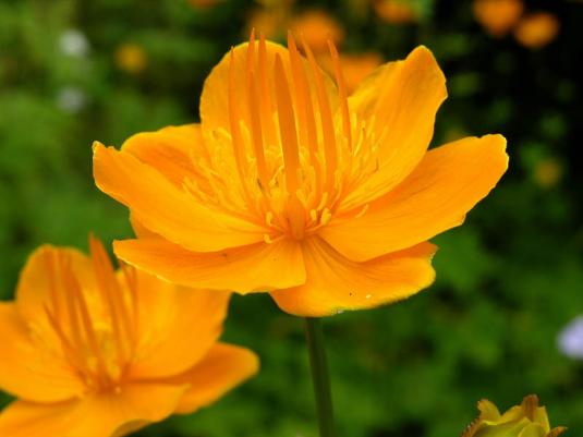 Купальница китайская (trollius chinensis)