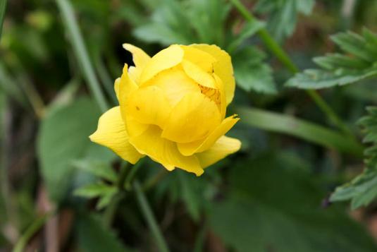 Купальница европейская (trollius europaeus)