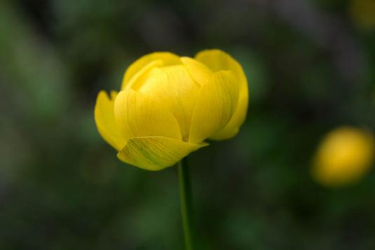 Купальница европейская (trollius europaeus)