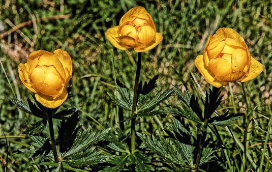 Купальница европейская (trollius europaeus)