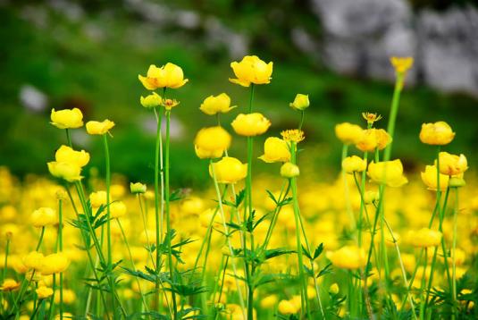 Купальница европейская (trollius europaeus)