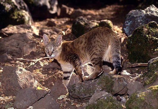 камышовый кот на камнях