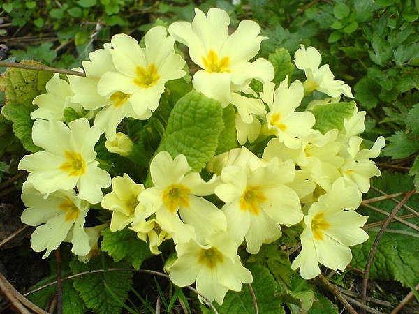 pervocvet-ili-primula