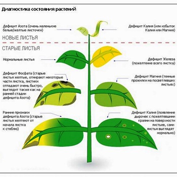 Хелатные удобрения: что это такое?