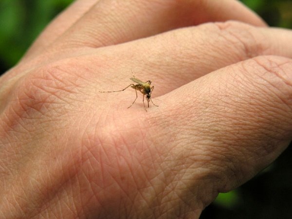 Комариные укусы могут быть опасны для человека