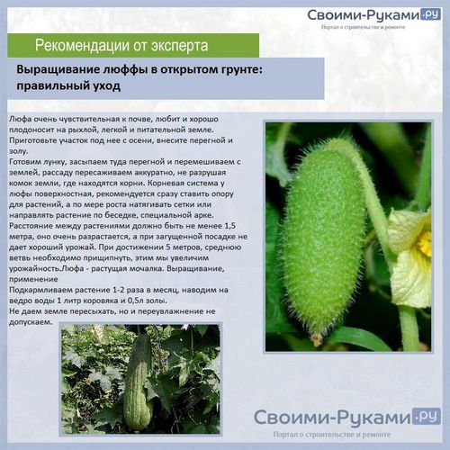 Люффа: растение, выращивание - подробная информация!