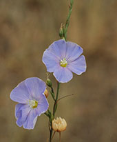 лен многолетний (сибирский)