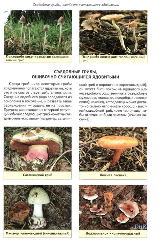 Съедобные грибы, которые ошибочно считаются ядовитыми