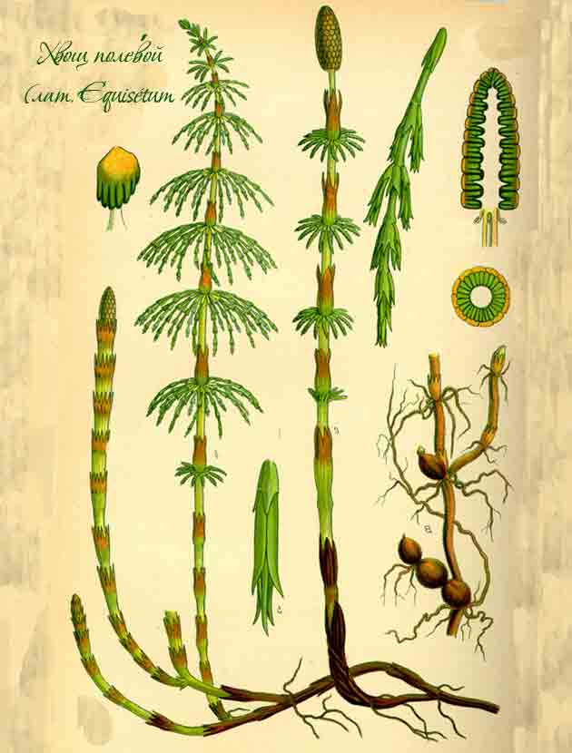 Ботанической описание хвоща полевого лечебного