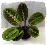 Молитвенное растение