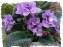 Узумбарская фиалка