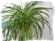 Хлорофитум