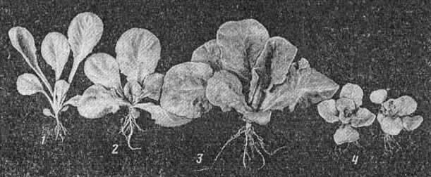 Рис. 3. Растения салата, выращенные при интенсивностях света (Вт/м2 ФАР): 30 (1), 80 (2), 200 (3) и 420 (4)