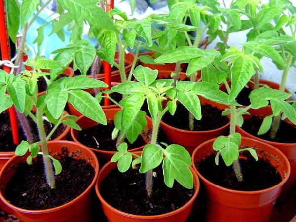 Как выглядят здоровые томаты, с которыми использовались стимуляторы роста