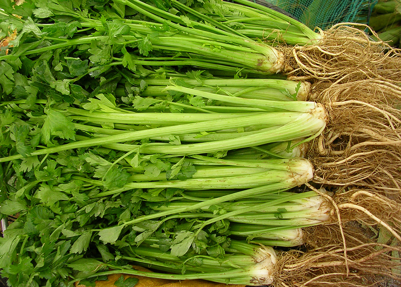Урожай сельдерея на огороде Урожай сельдерея на огороде