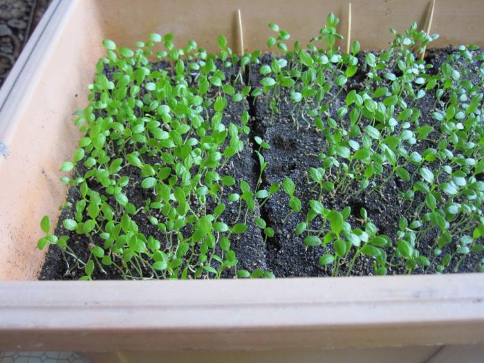 Рассада корневого сельдерея Рассада корневого сельдерея