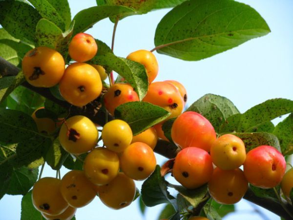 Яблоня Ранетка относится к мелкоплодным яблоням Яблоня Ранетка относится к мелкоплодным яблоням