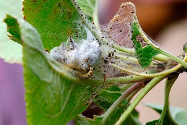 Яблонная моль на листьях яблони Яблонная моль на листьях яблони