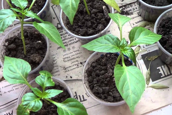 Рассада острого перца на подоконнике Рассада острого перца на подоконнике