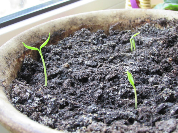 Первые ростки рассады острого перца Первые ростки рассады острого перца