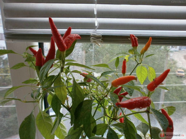 Плодоношение перца чили в домашних условиях Плодоношение перца чили в домашних условиях