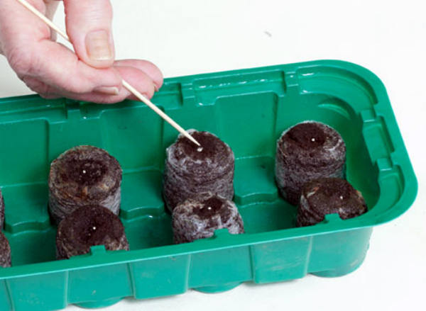 Посев семян острого перца в торфяные таблетки Посев семян острого перца в торфяные таблетки