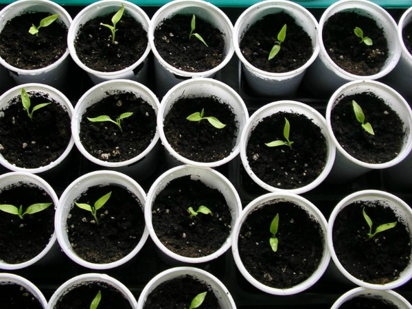 Появление первых ростков красного перца Появление первых ростков красного перца