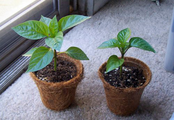 Два кустика красного перца после пересадки в горшки Два кустика красного перца после пересадки в горшки