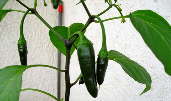 Комнатный острый перец с незрелыми плодами Комнатный острый перец с незрелыми плодами