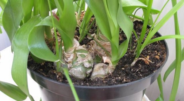 Луковицы птицемлечника в горшке Луковицы птицемлечника в горшке