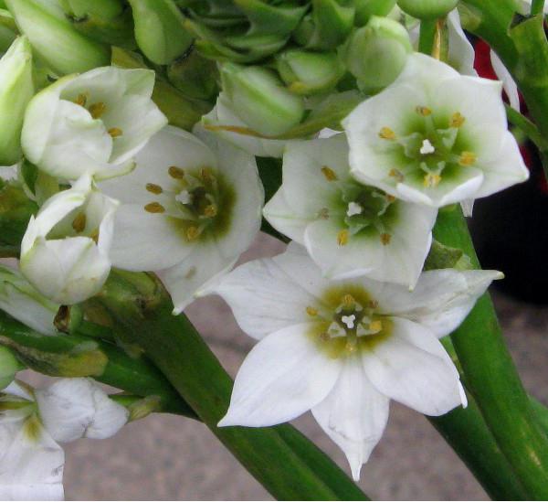 Несколько цветов птицемлечника Несколько цветов птицемлечника